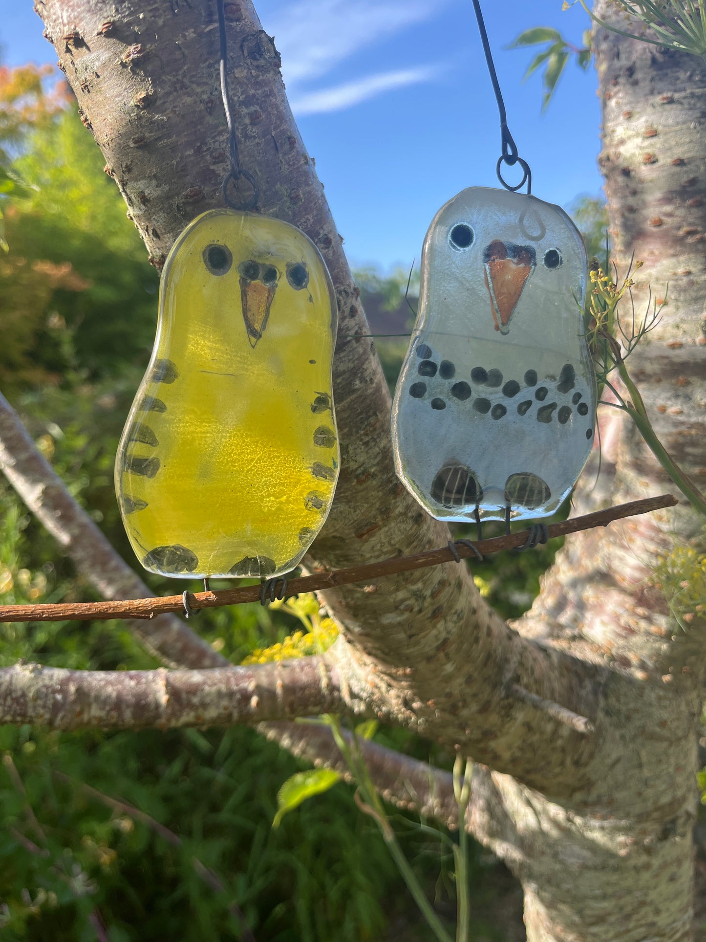 Pair of Baby Budgies