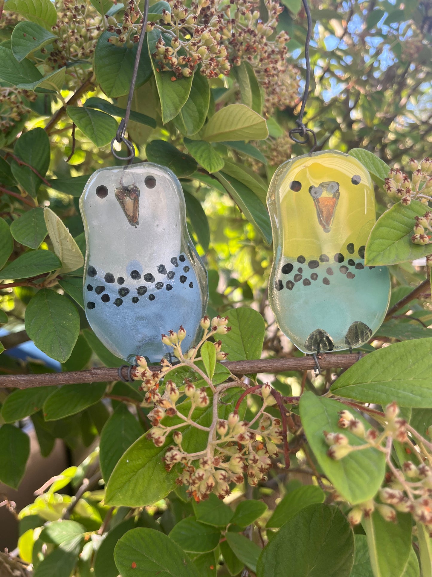 Two Baby Budgies