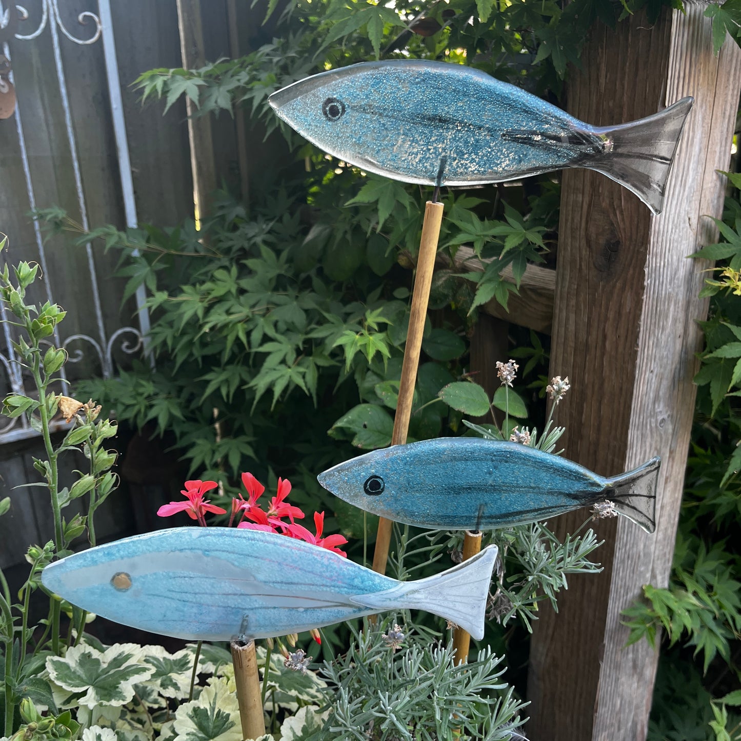 Large Fish on Cane