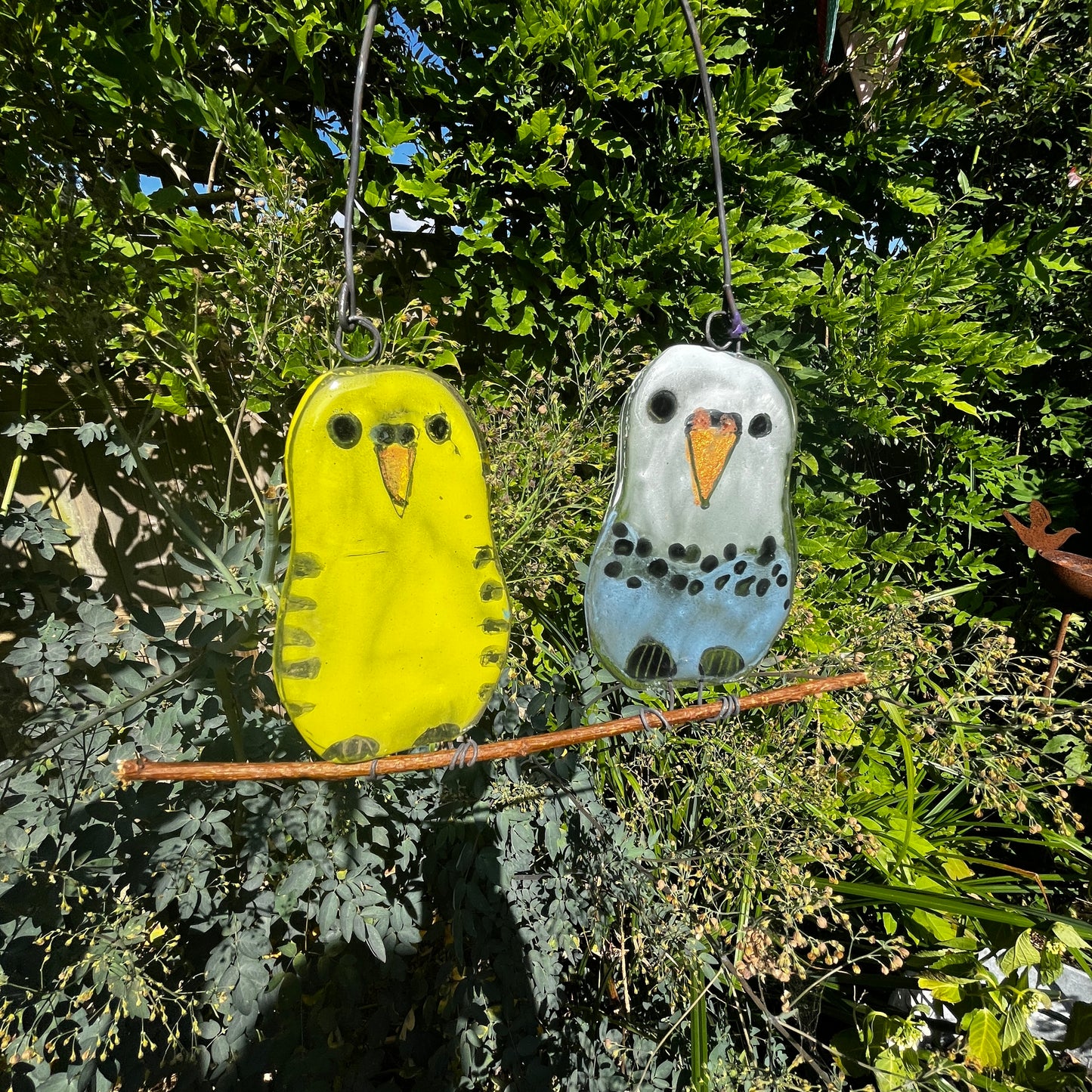 Pair of Baby Budgies on a Perch