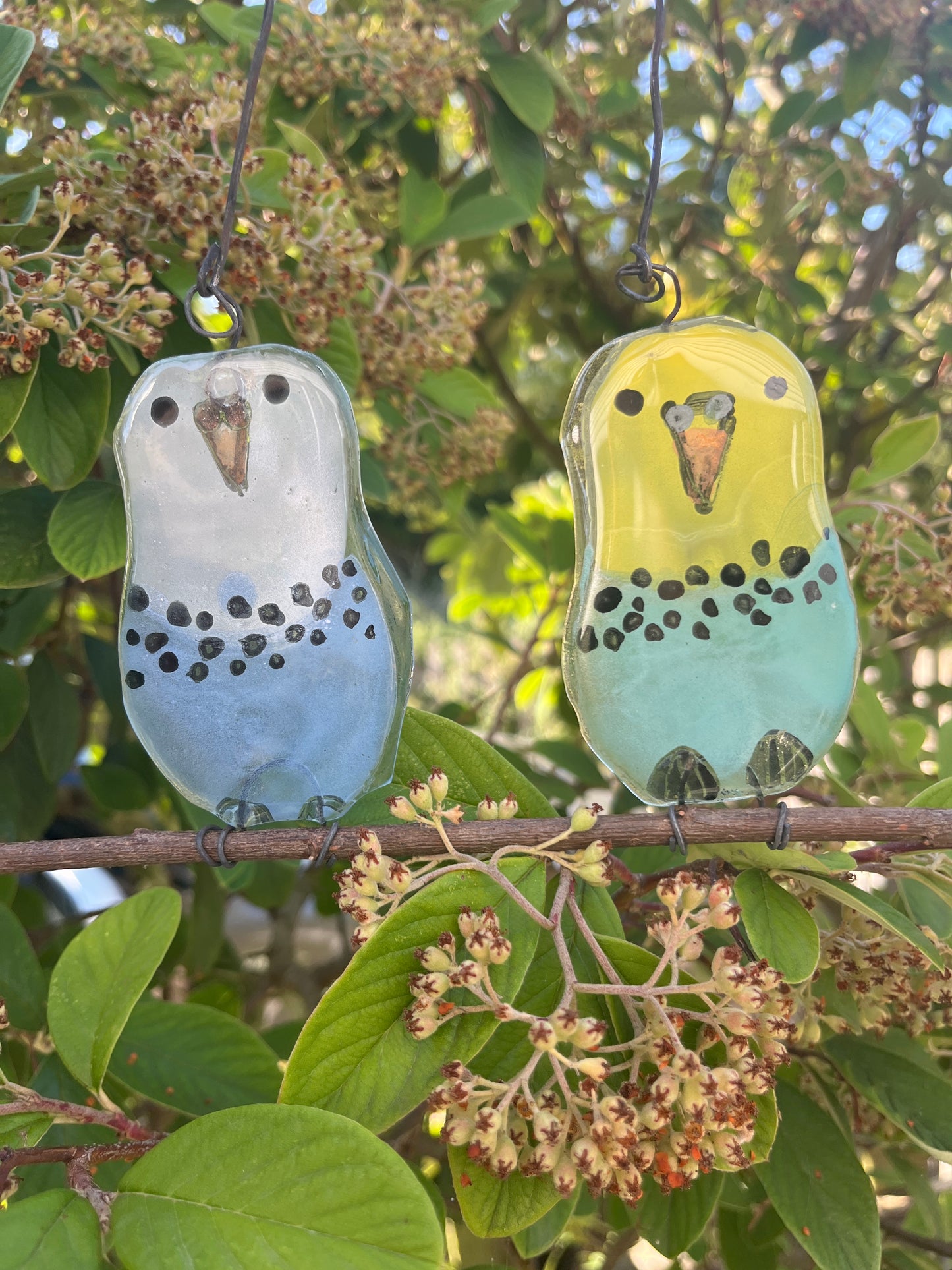 Two Baby Budgies