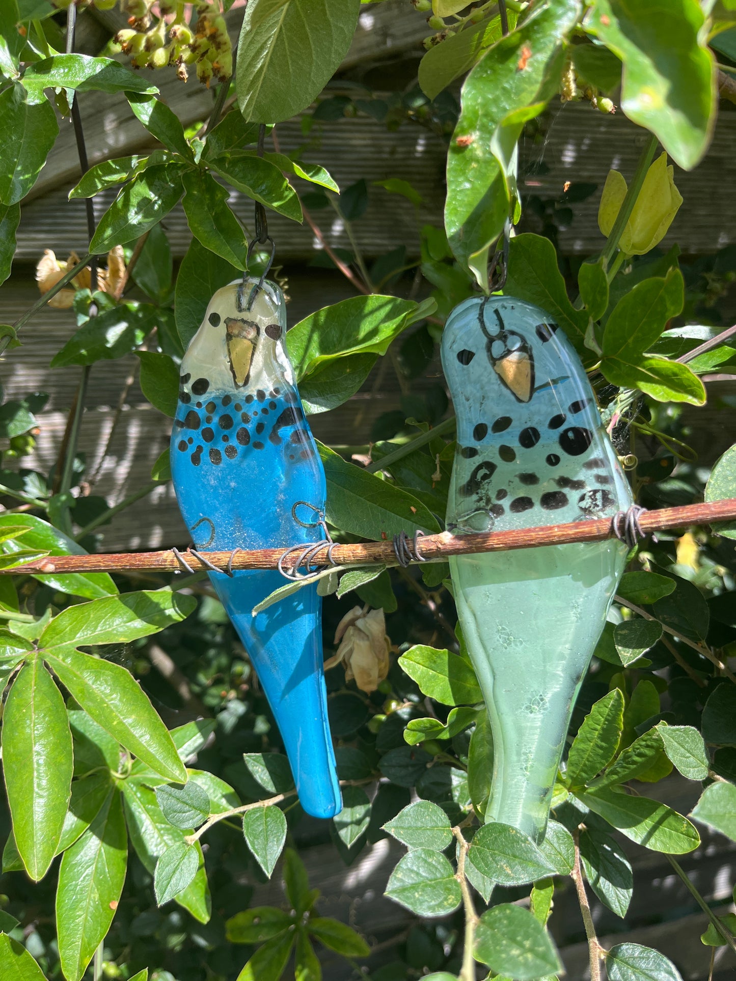 Two Budgies