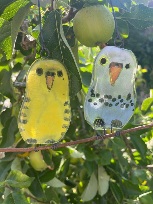 Pair of Baby Budgies