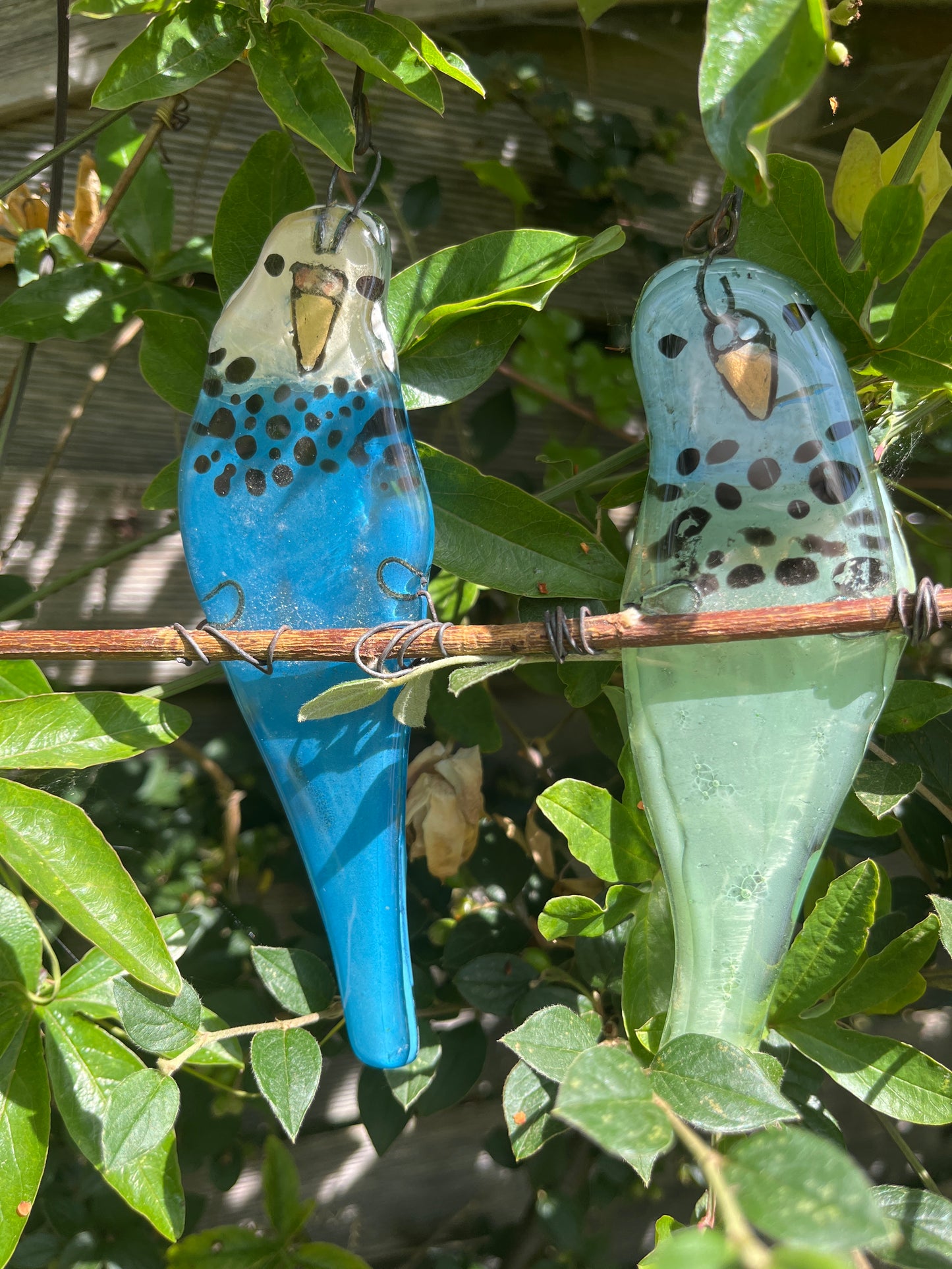 Two Budgies