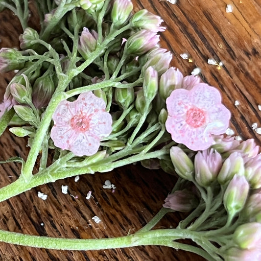 Pink Blossom Studs