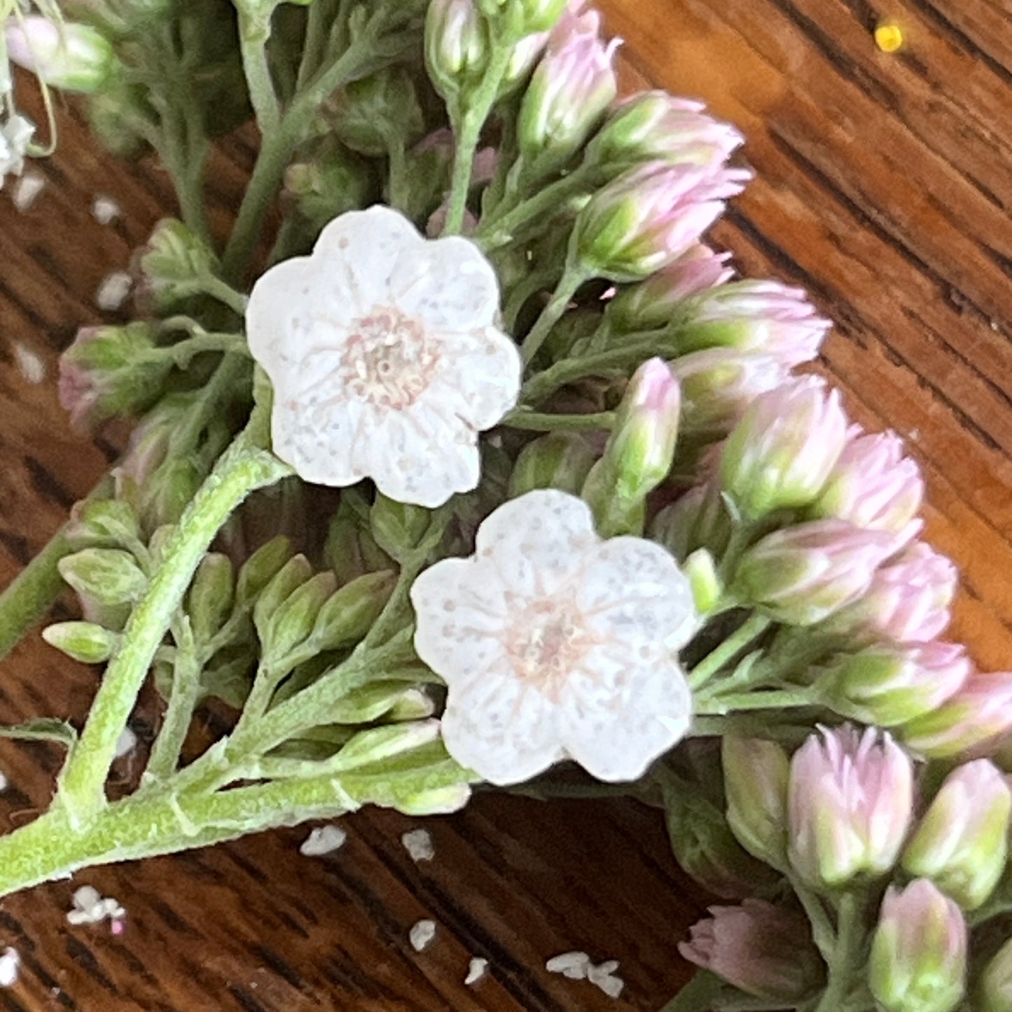 White Blossom Flower Studs
