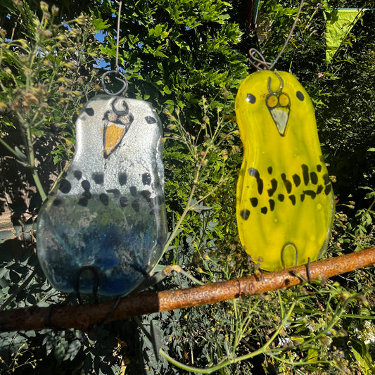 Pair of Baby Budgies on a Perch