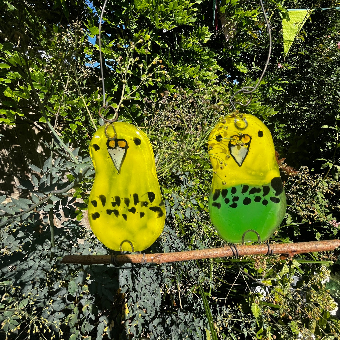 Pair of Baby Budgies on a Perch