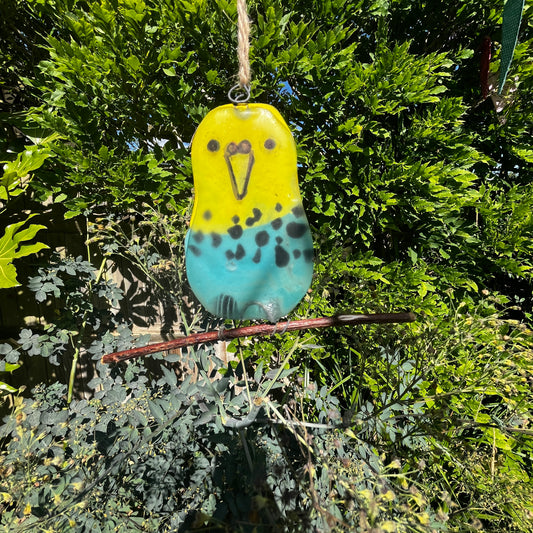 Single Baby Budgie on a Perch