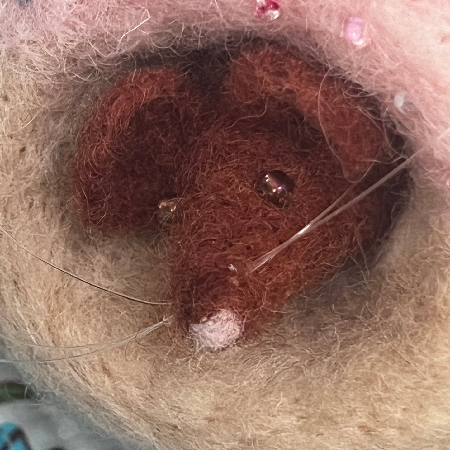 Mouse in a Doughnut