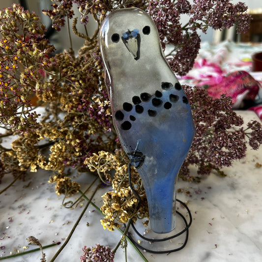 Budgie on a Spring!