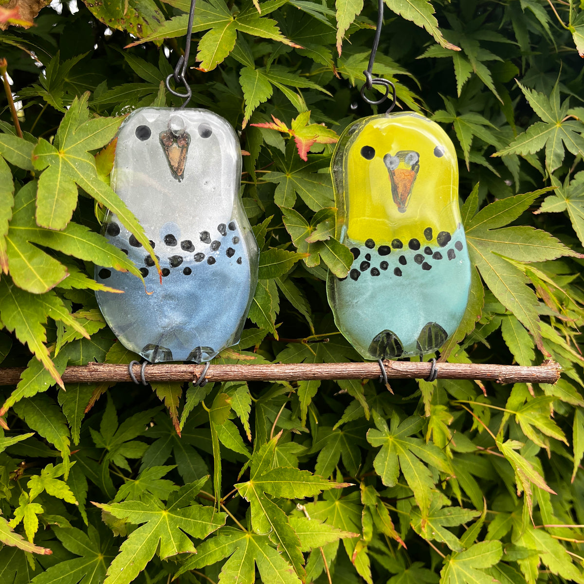 Pair of Baby Budgies on a Perch