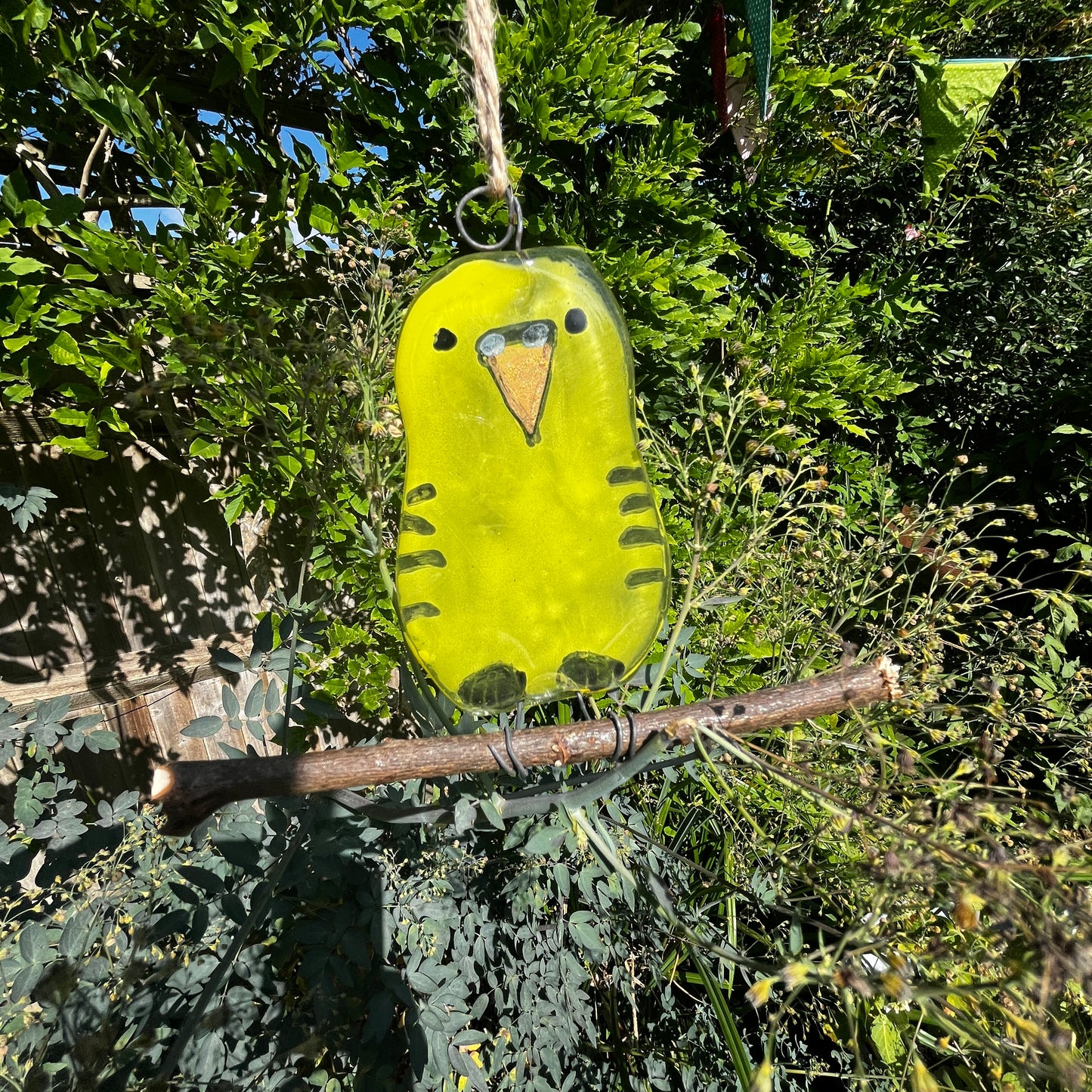 Single Baby Budgie on a Perch