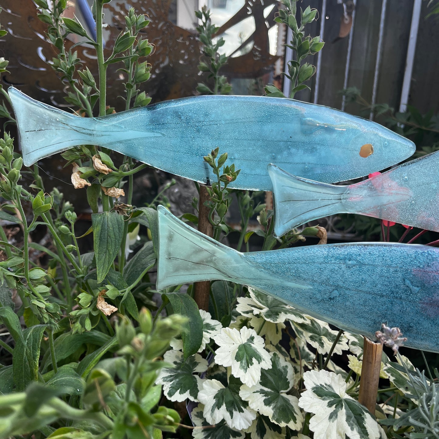 Very Large fish on a Cane